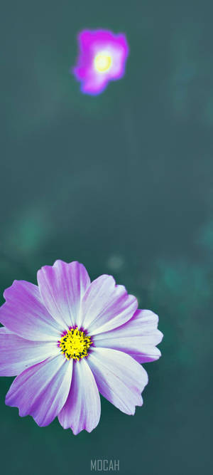 Zoom Flower — 1080x2400 Wallpaper